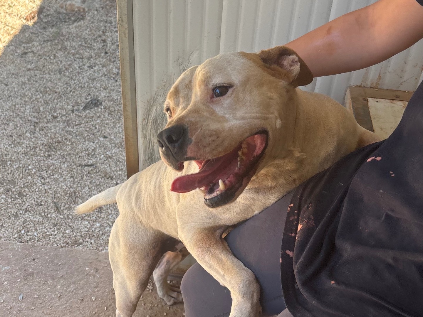 Adotta un cane, femmina, 7 anni, Taranto