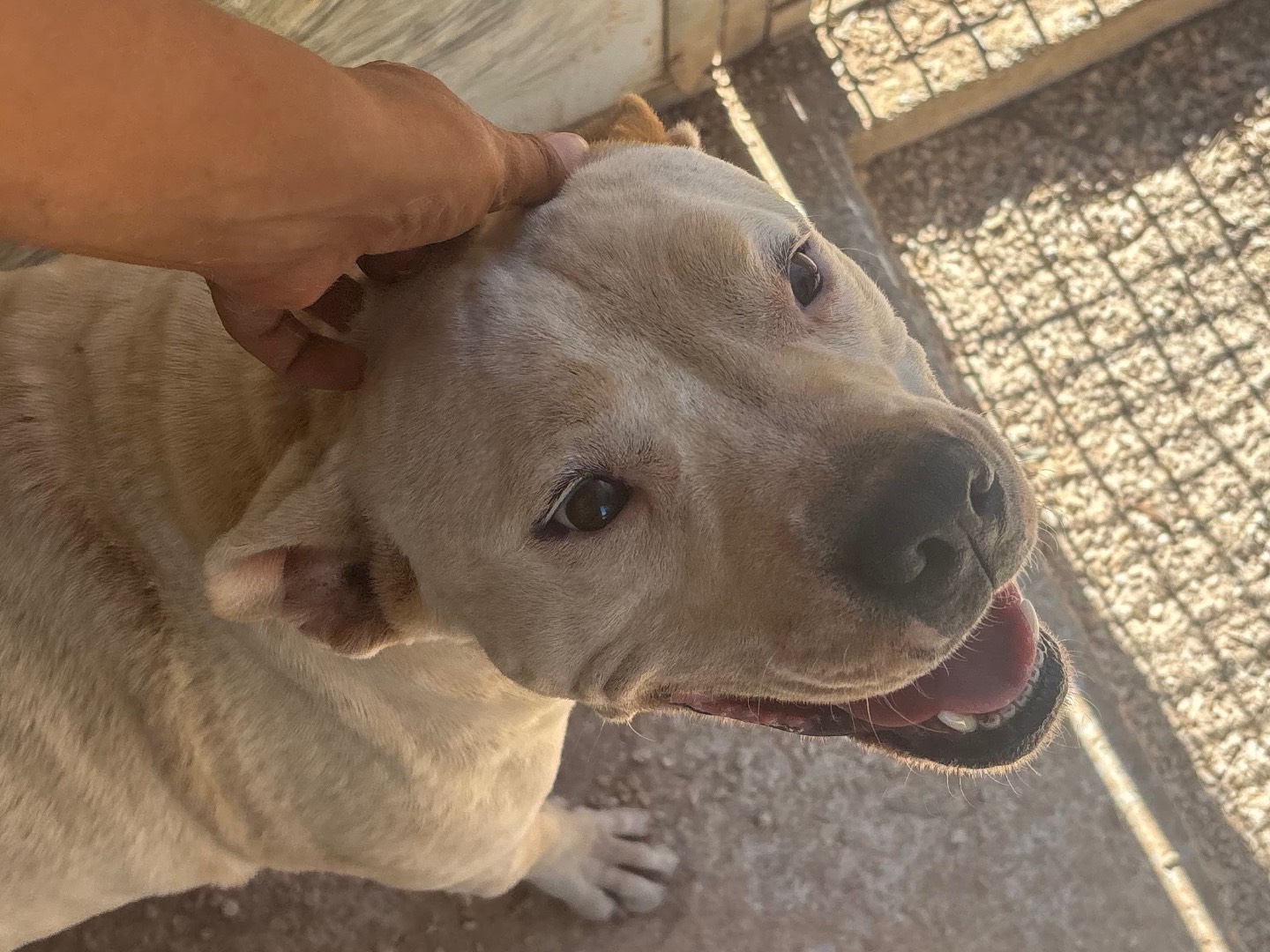 Adotta un cane, taglia media, femmina, Taranto