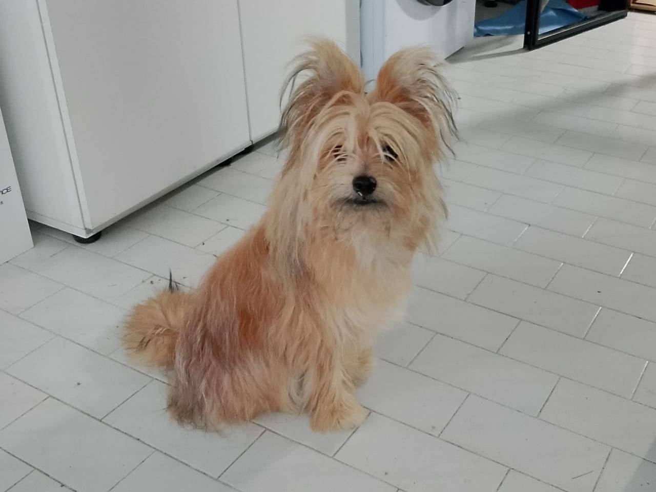 Adozione cane, maschio, Yorkshire Terrier Razza sconosciuta, 8 mesi, taglia piccola, Piacenza