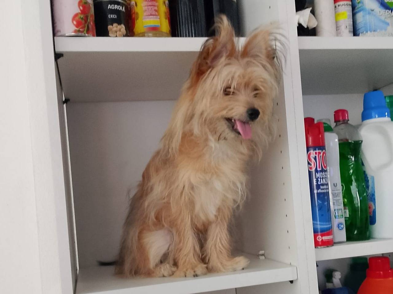 Adotta un cane, maschio, 8 mesi, Piacenza