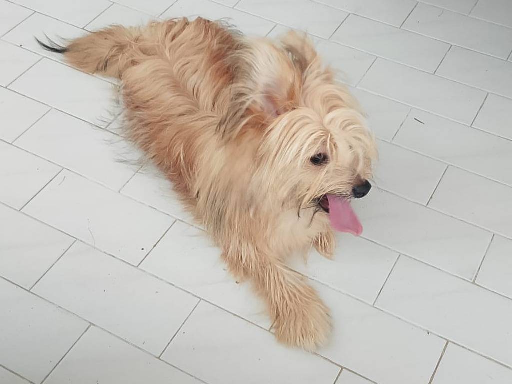 Adotta un cane, taglia piccola, maschio, Piacenza