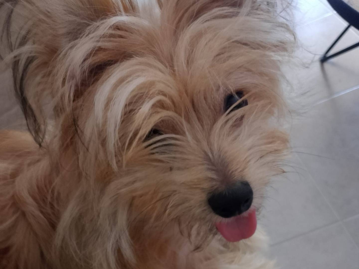 Vuoi adottare un cane a Piacenza?