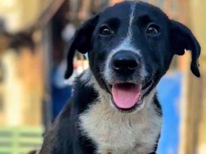 Adotta un cane, maschio, 3 mesi, Varese