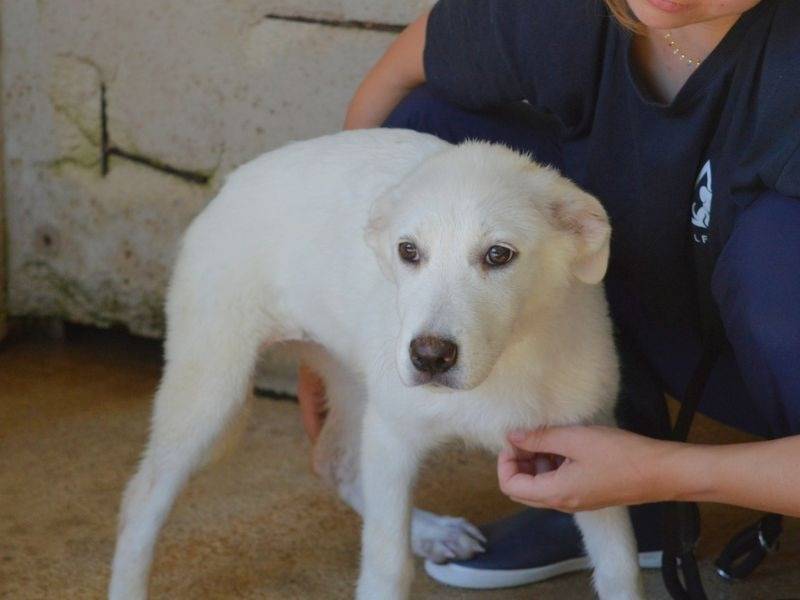 Adotta un cane, femmina, 6 mesi, Roma