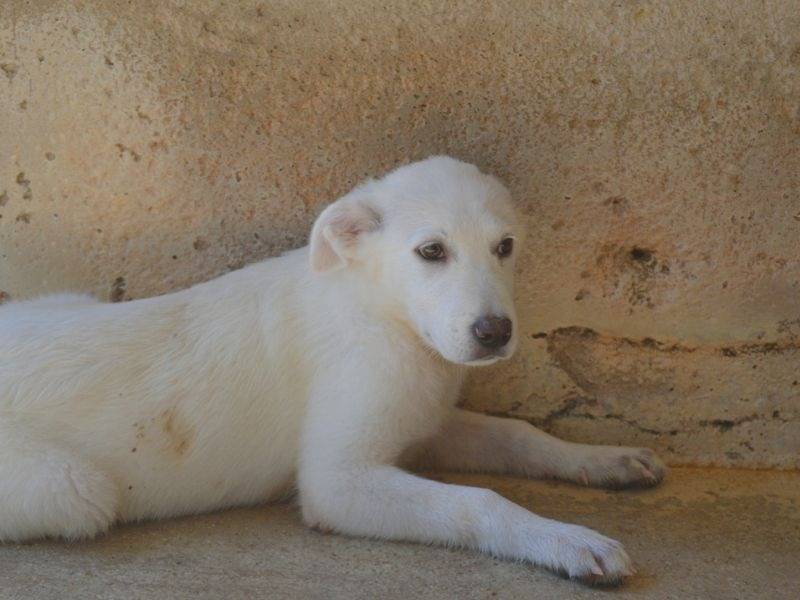 Adotta un cane, taglia media contenuta, femmina, Roma