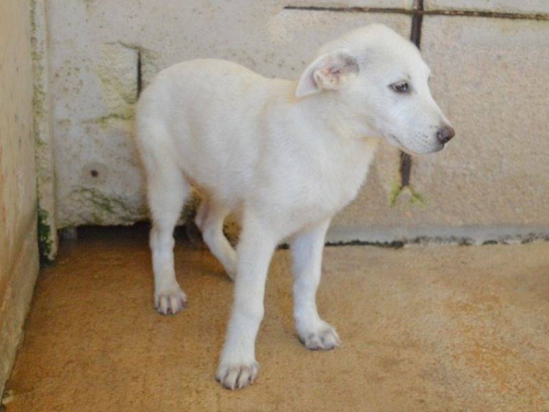 Vuoi adottare un cane a Roma?