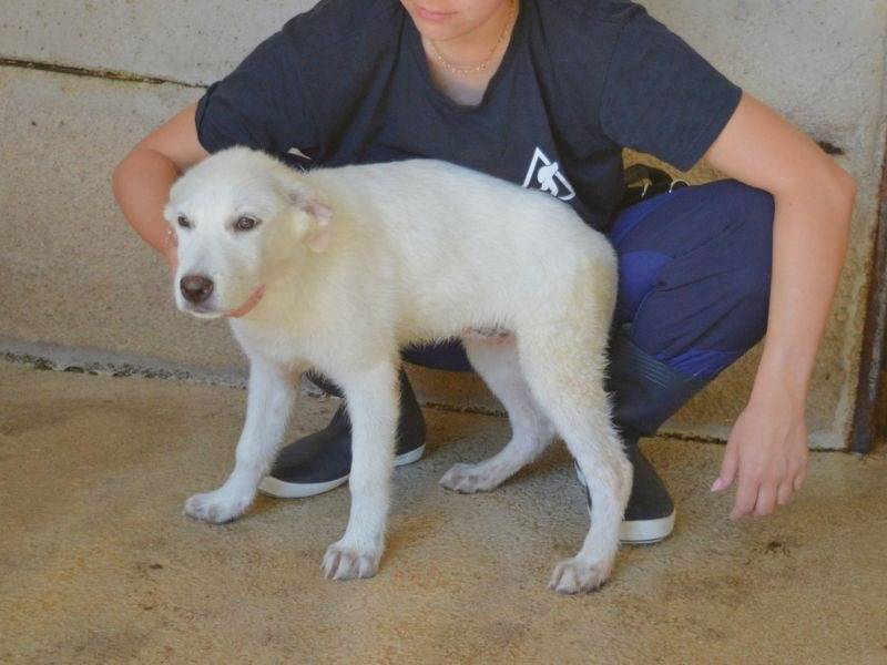 Adotta il cane Priya a Roma