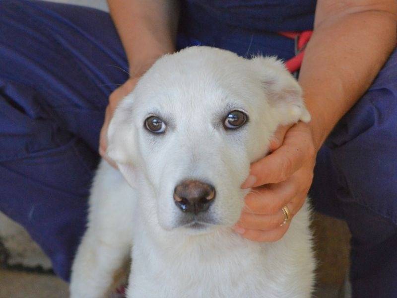 Adozione cane, femmina, Razza sconosciuta Razza sconosciuta, 6 mesi, taglia media contenuta, Roma