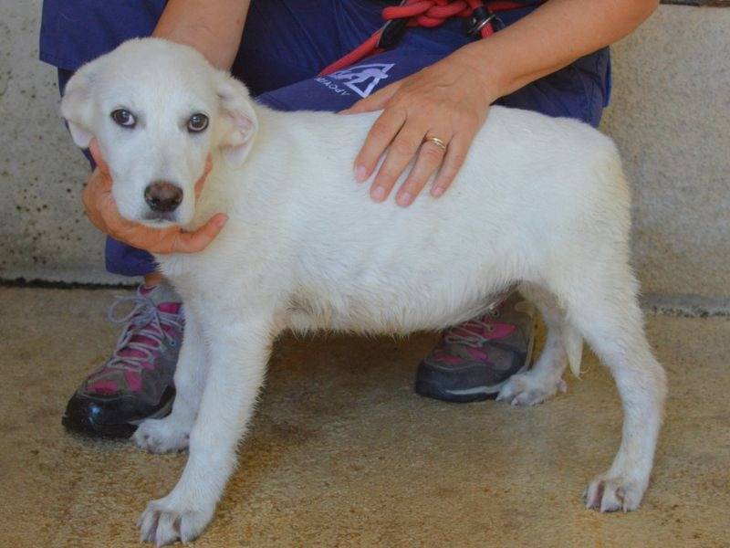 Adotta un cane, femmina, 6 mesi, Roma