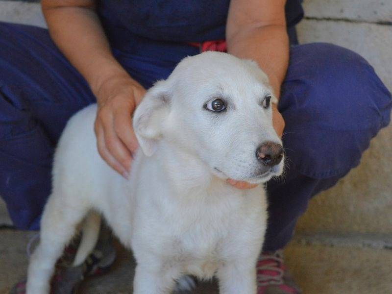 Adotta un cane, taglia media contenuta, femmina, Roma