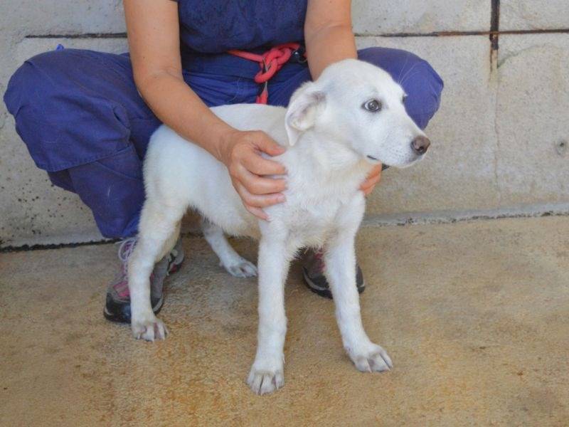 Vuoi adottare un cane a Roma?