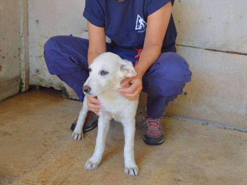 Adotta il cane Perrine a Roma