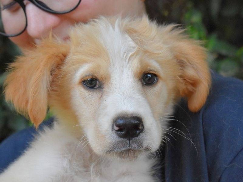 Adozione cane, femmina, Razza sconosciuta Razza sconosciuta, 4 mesi, taglia grande, Roma