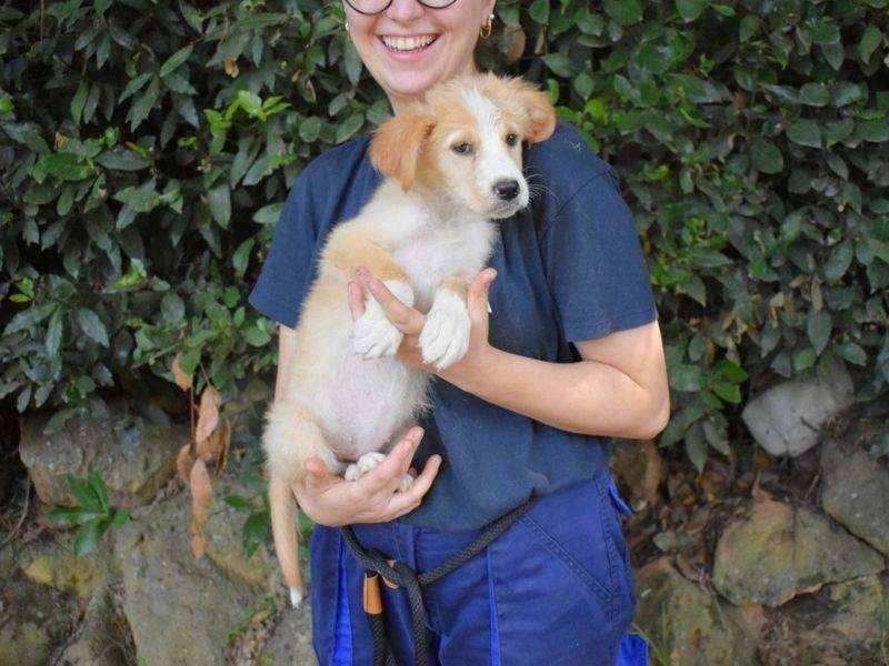 Adotta un cane, femmina, 4 mesi, Roma