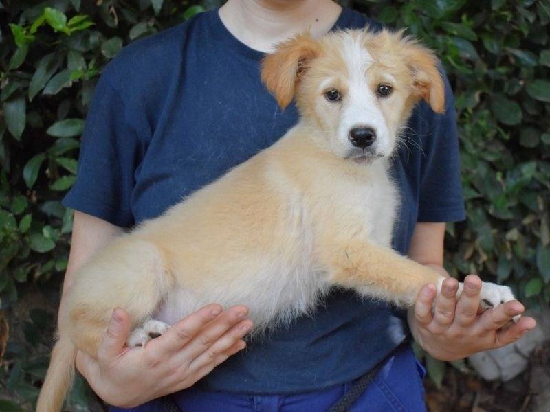 Adotta un cane, taglia grande, femmina, Roma