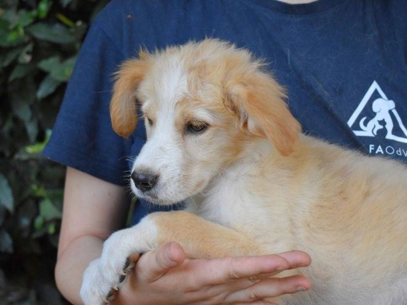 Vuoi adottare un cane a Roma?