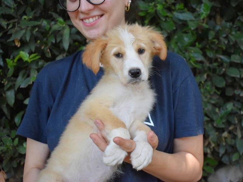 Adotta il cane Marula a Roma