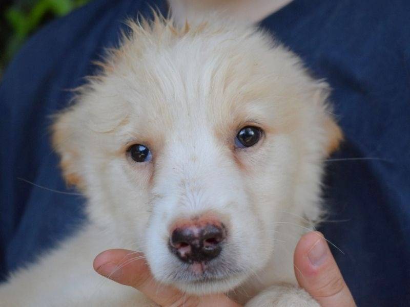 Adozione cane, femmina, Razza sconosciuta Razza sconosciuta, 4 mesi, taglia grande, Roma