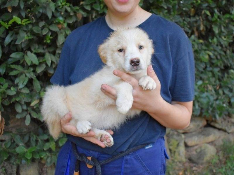 Adotta un cane, femmina, 4 mesi, Roma