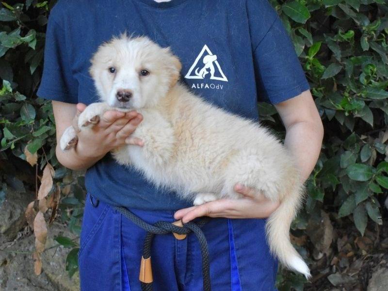 Adotta un cane, taglia grande, femmina, Roma