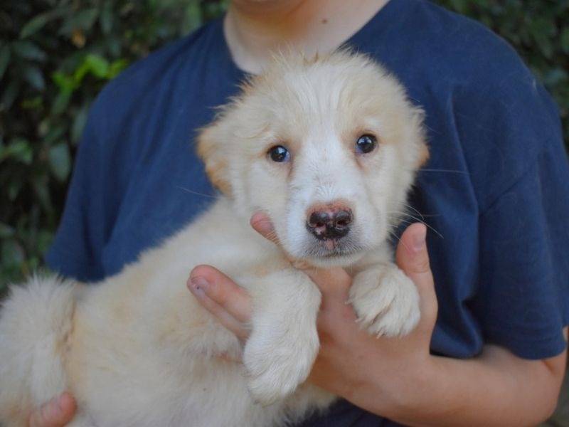 Vuoi adottare un cane a Roma?
