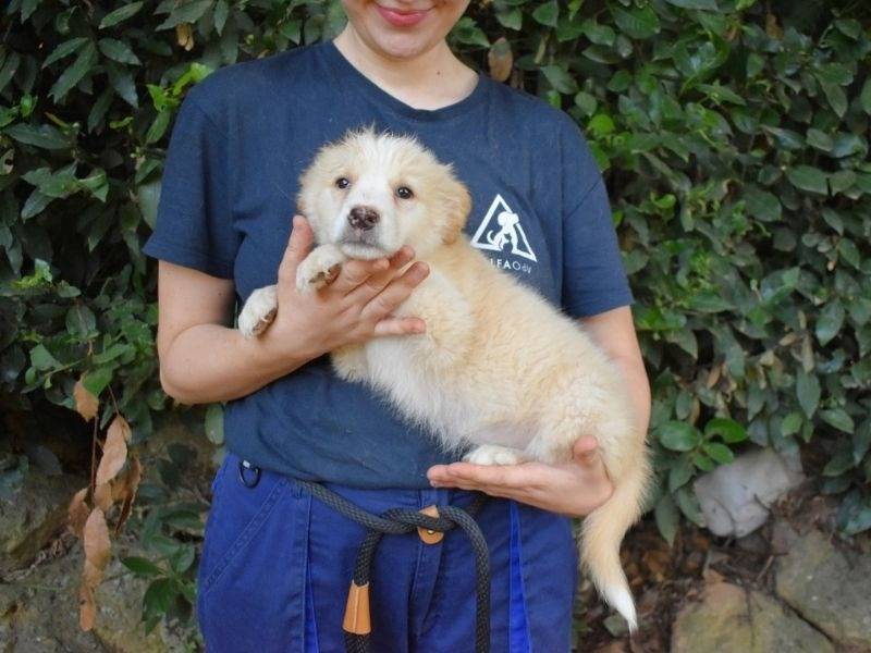 Adotta il cane Melyra a Roma