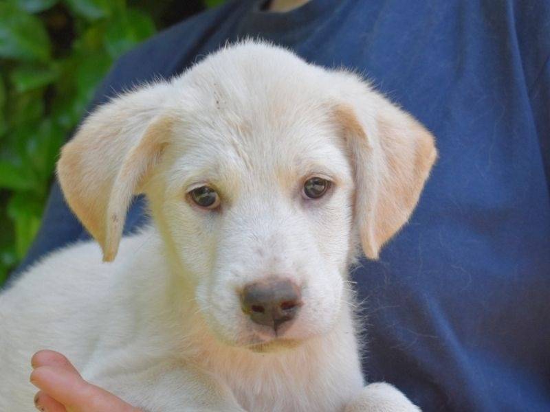 Adozione cane, femmina, Razza sconosciuta Razza sconosciuta, 4 mesi, taglia grande, Roma