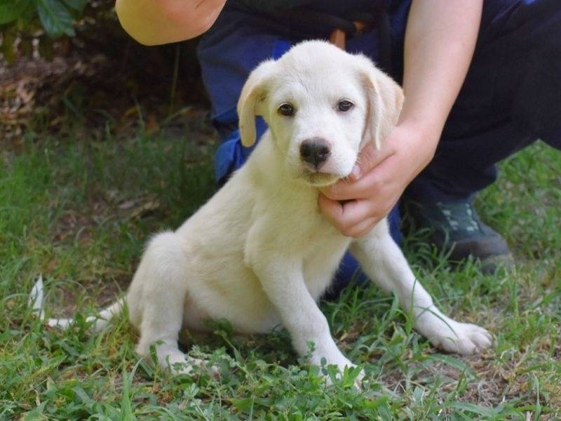 Adotta un cane, femmina, 4 mesi, Roma