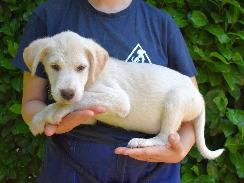 Adotta un cane, taglia grande, femmina, Roma
