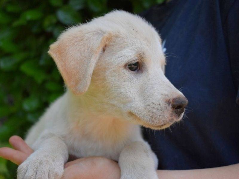 Vuoi adottare un cane a Roma?