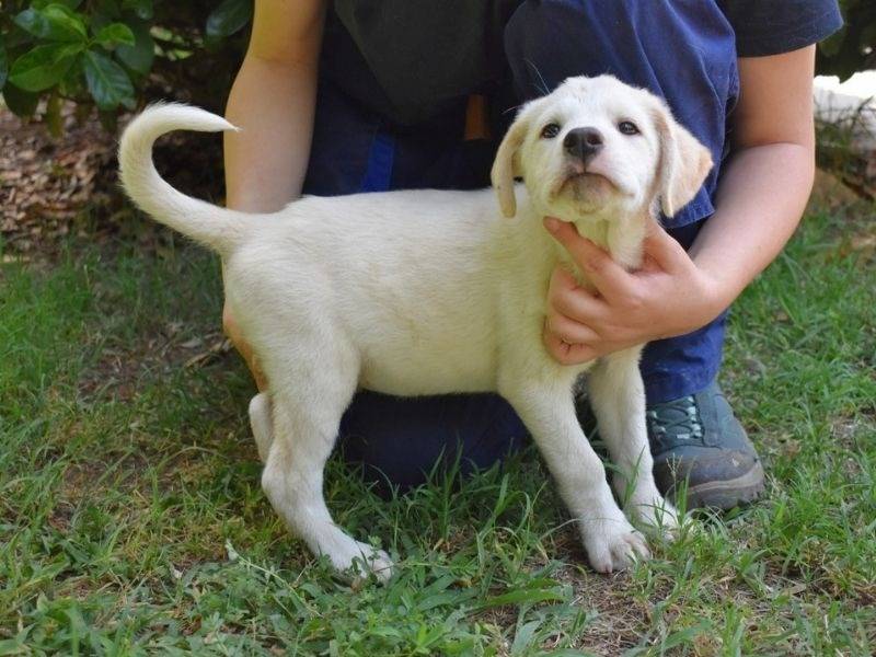 Adotta il cane Myrine a Roma