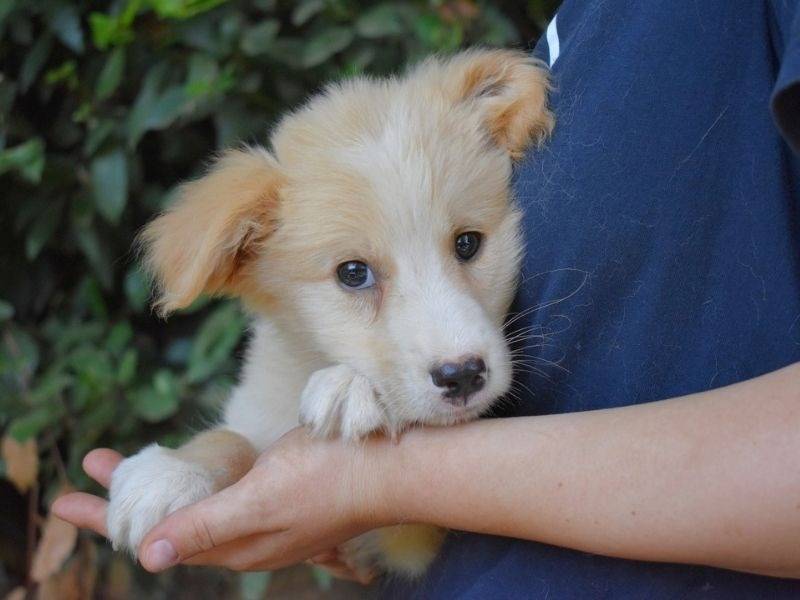 Adotta un cane, maschio, 4 mesi, Roma