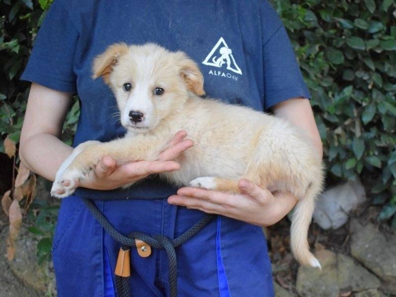 Adotta un cane, taglia grande, maschio, Roma