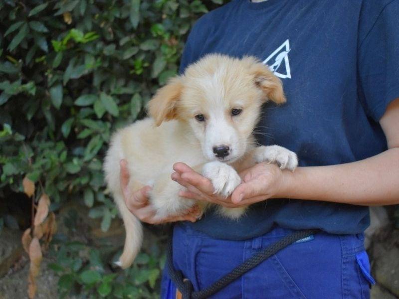 Vuoi adottare un cane a Roma?
