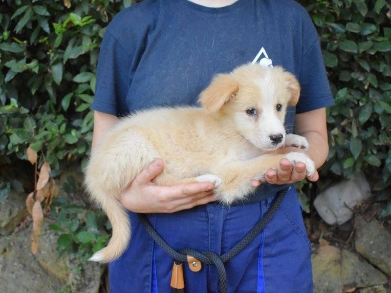 Adotta il cane Morven a Roma
