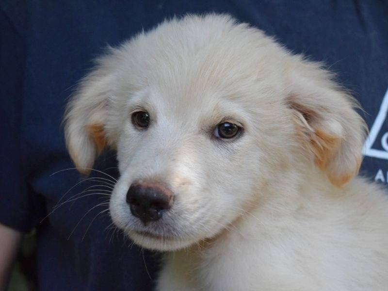 Adozione cane, maschio, Razza sconosciuta Razza sconosciuta, 4 mesi, taglia grande, Roma