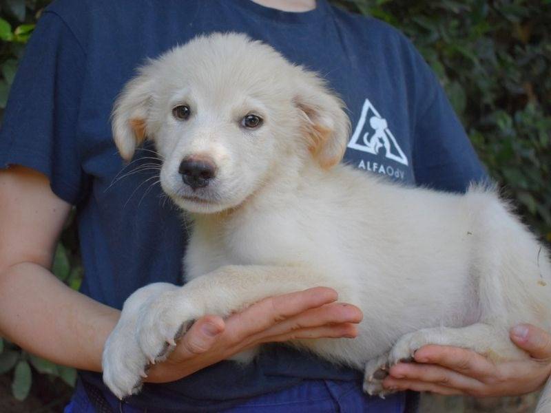 Adotta un cane, maschio, 4 mesi, Roma