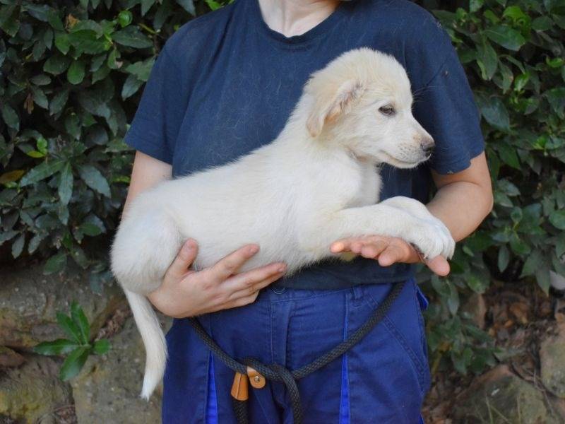 Adotta un cane, taglia grande, maschio, Roma