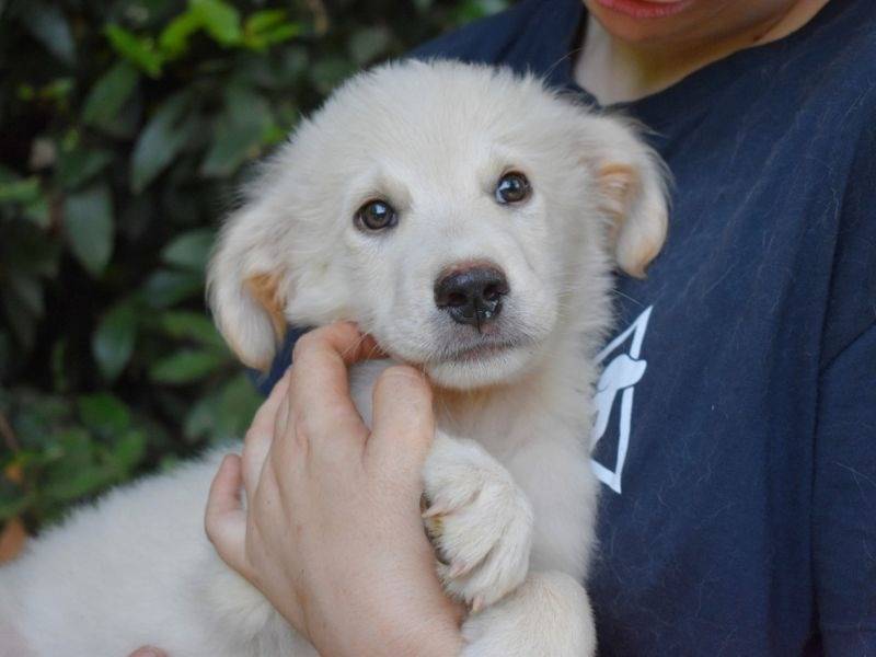 Vuoi adottare un cane a Roma?