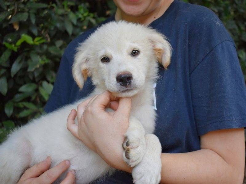 Adotta il cane Mikkel a Roma