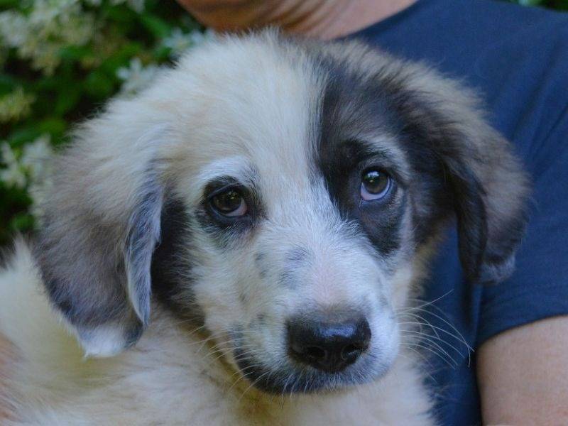 Adozione cane, maschio, Razza sconosciuta Razza sconosciuta, 6 mesi, taglia media, Roma