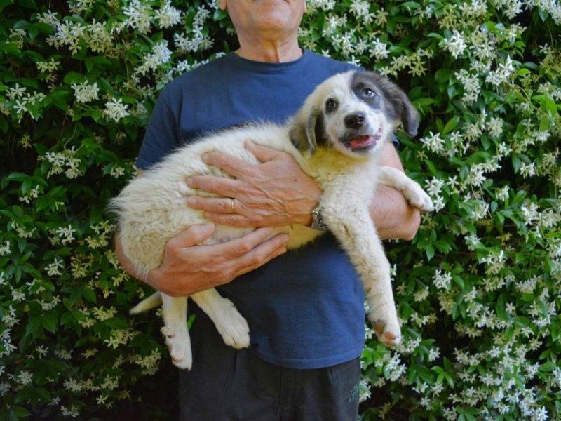 Adotta un cane, maschio, 6 mesi, Roma