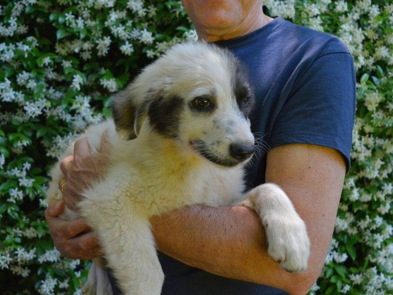 Adotta un cane, taglia media, maschio, Roma