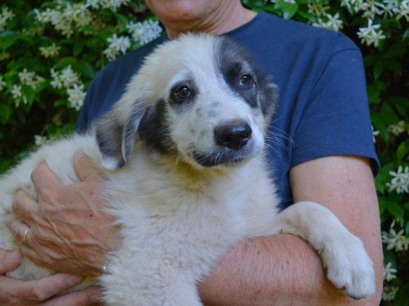 Vuoi adottare un cane a Roma?