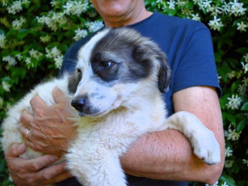 Adotta il cane Sigurd a Roma