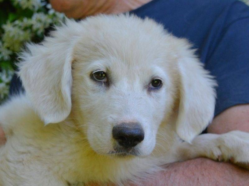Adozione cane, maschio, Razza sconosciuta Razza sconosciuta, 6 mesi, taglia media, Roma