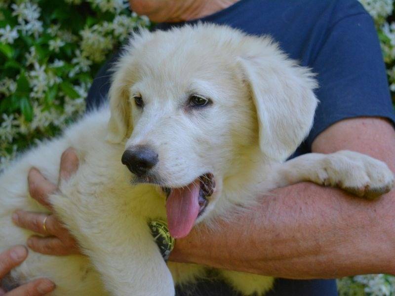 Adotta un cane, maschio, 6 mesi, Roma