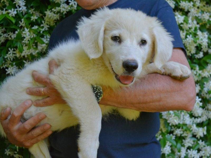Adotta un cane, taglia media, maschio, Roma