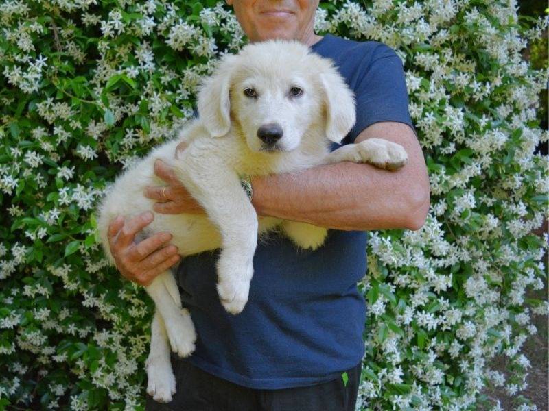 Vuoi adottare un cane a Roma?