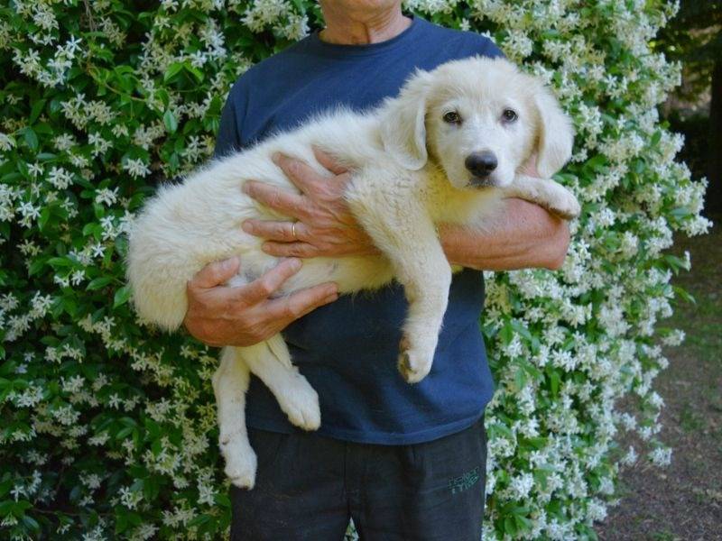 Adotta il cane Skadi a Roma